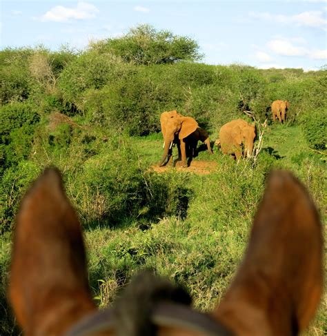 Africas Big 5 Safari By Horsexperiences Go Equestrian