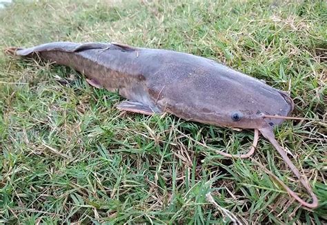 Predador Natural Do Bagre Africano