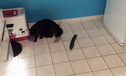Cats Cucumbers Cucumber Cat Gifs Vs Don