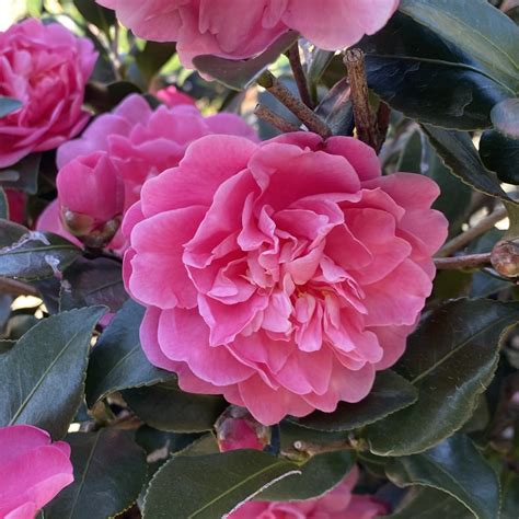 Camellia X ‘autumn Spirit Piedmont Carolina Nursery