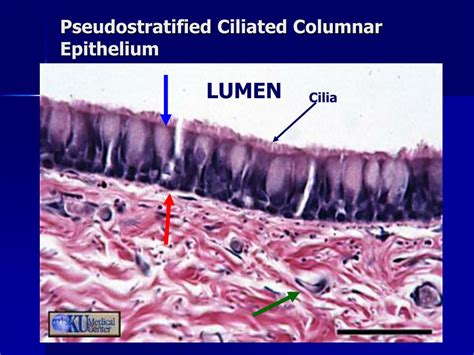Ppt Lab Exercise Classification Of Tissues Epithelial Tissue