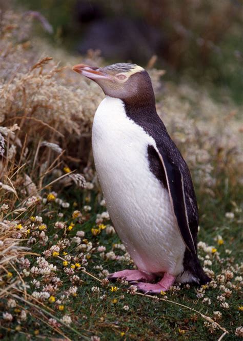 He makes it as interesting as possible for a. villagewiki / Penguins