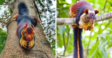 The Indian Giant Multicolored Squirrels Are Almost Too Beautiful To Be Real