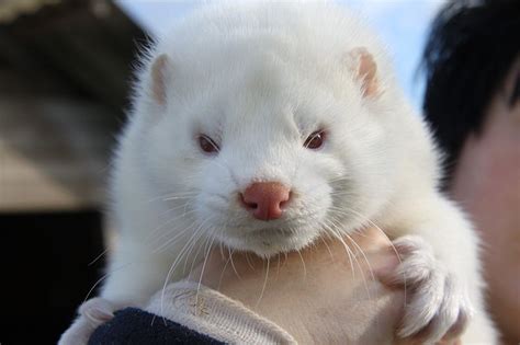 These soft creatures are related to ermines, ferrets and weasels and look much like their relatives. Fur at what price? A look into the world of fur farming - part one | Animal Paws Today