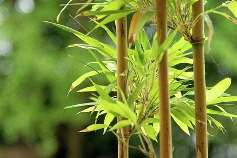 Bamboo Stalks By Shirlyn Loo