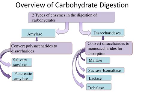 Ppt Carbohydrate Digestion And Absorption Powerpoint Presentation