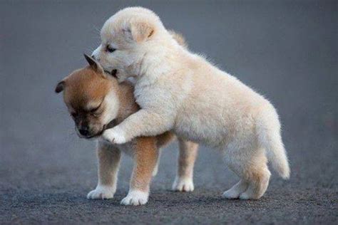20 Cute Puppy Pictures Cuteness Overflow