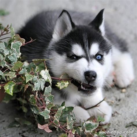 See only the cutest & most adorable pictures of husky puppy dogs right here. 40 Cute Siberian Husky Puppies Pictures - Tail and Fur