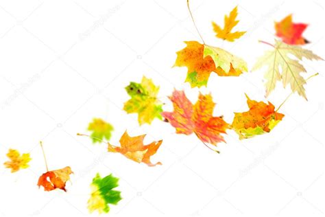 Falling Maple Leaves Stock Photo By ©dibrova 3722338