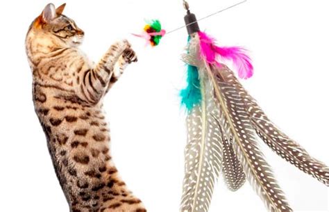 When you swing the feathers through the air it. The 16 Best Interactive Cat Toys in 2020