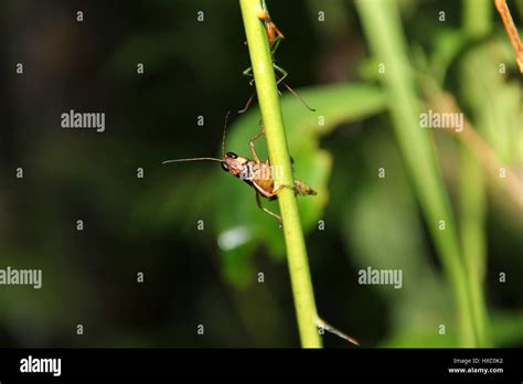 Closeup Head Of Grasshopper Hi Res Stock Photography And Images Alamy