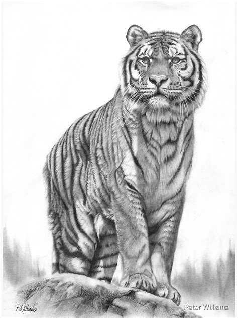 Details 69 Tiger Pencil Sketch Images Super Hot In Eteachers