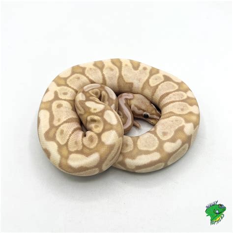 Vanilla Nuclear Ball Python Hatchling Strictly Reptiles Inc