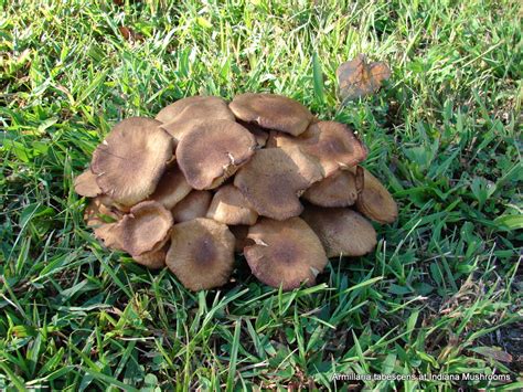Edible Mushrooms That Grow On Trees In Indiana Pillar Of Society