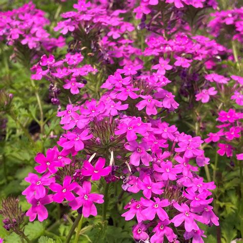 Verbena Canadensis Perfecta Spike Speedwell 4 Pot Little