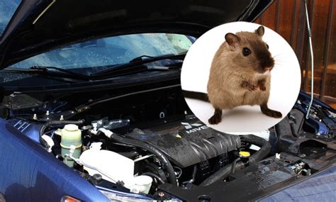 How To Keep Mice Out Of Car 5 Best Ways To Keep Them Away