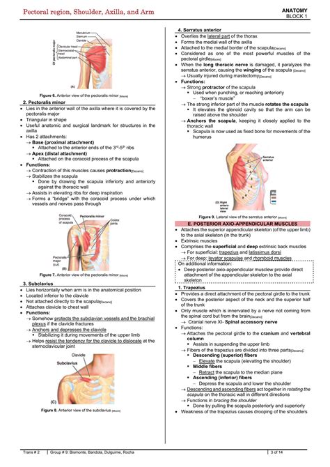 Solution Anatomy 1 02 Pectoral Region Shoulder Axilla And Arm Studypool