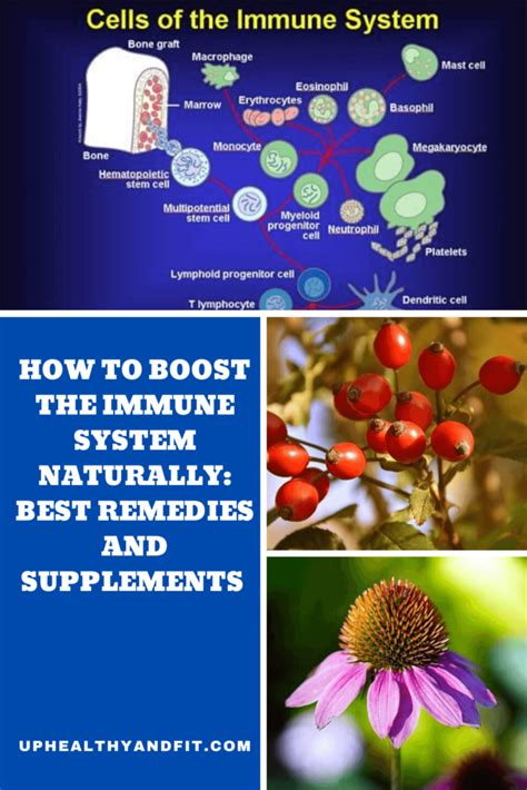how to boost the immune system naturally best remedies and supplements