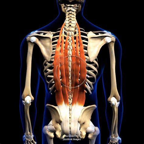 The Erector Spinae Muscles Of The Human Back With Skeletal Anatomy On