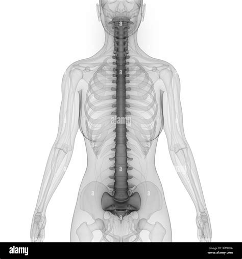 Human Skeleton System Vertebral Column Anatomy Stock Photo Alamy