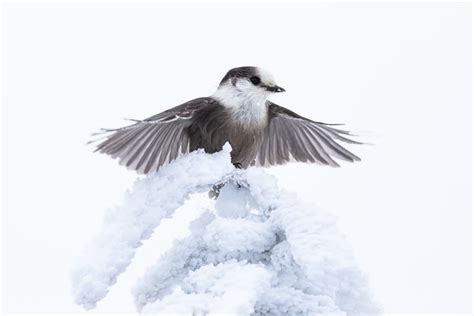 Two Winners In The Top 100 Of The 2022 Audubon Photography Awards