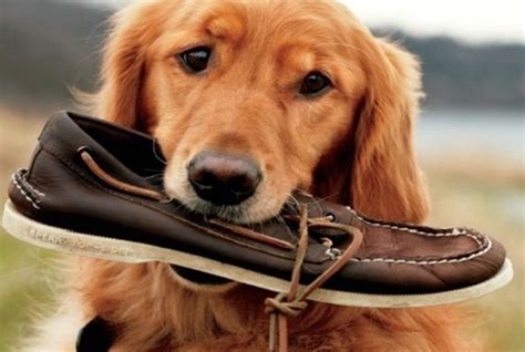 14 Funny Photos Of Dogs Chewing On Shoes Page 2 Amazing Doggies