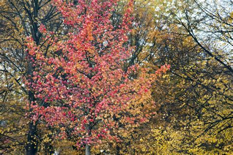 Free Stock Photo 5173 Colourful Red Autumn Foliage Freeimageslive
