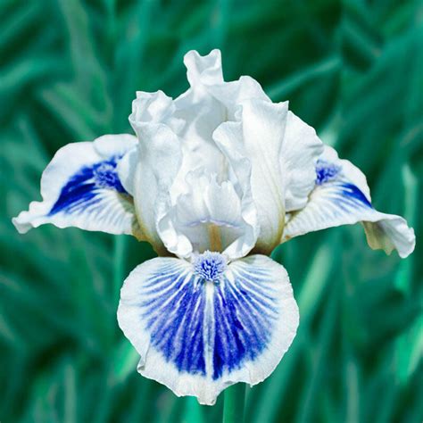 Big Blue Eyes Dwarf Bearded Iris Brecks Premium Bulbs
