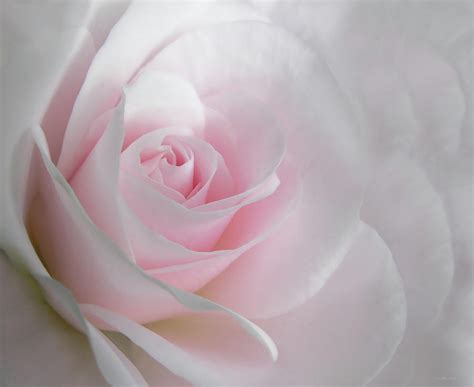Heaven S Light Pink Rose Flower By Jennie Marie Schell
