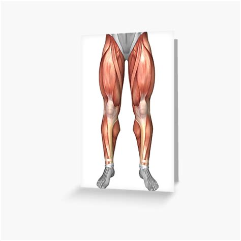 Diagram Illustrating Muscle Groups On Front Of Human Legs Greeting