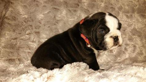 Akc English Bulldog Puppies Rare Black Seal Babies For Sale In
