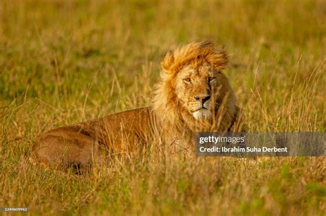 The Adult Male Lion Is Lying At Plain High Res Stock Photo Getty Images
