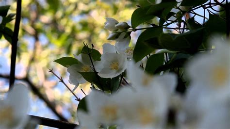 Beautiful Jasmine Flowers Free Footage Downloads