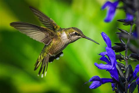 A Couple Of Hummingbirds Wildlife Photography On Fstoppers