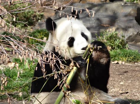 All Sizes Adelaide Panda Chewing Bamboo At The Zoo Flickr Photo