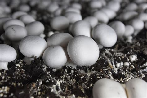 Urban Farmer How To Grow Hydroponic Mushrooms Hydroponics Gardening