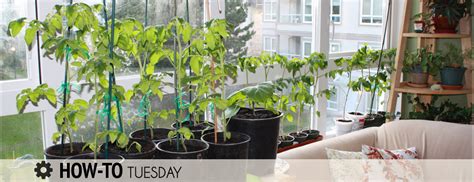 How Do I Grow Vegetables Indoors Over Winter Farm And Dairy