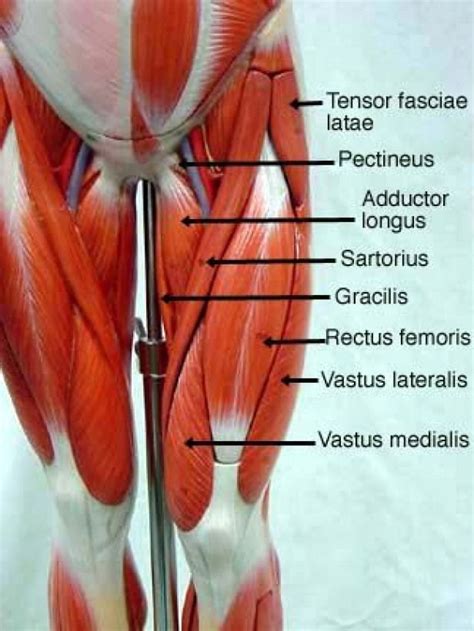 Anterior Thighs Psoasrelease Yoga Anatomy Anatomy Body Anatomy