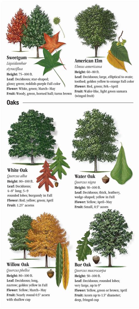 Texas Native Trees Identification