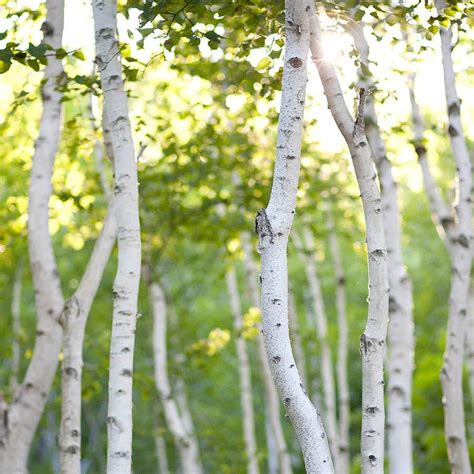 White Birch Fragrance Oil Candlescience