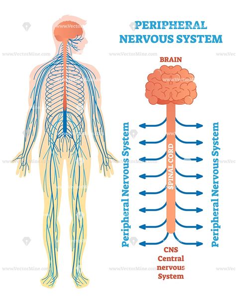 This type of action potential propagation is called saltatory conduction (red arrows in the diagram). Peripheral nervous system vector illustration diagram ...