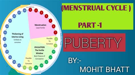 Puberty Menstrual Cycle Youtube