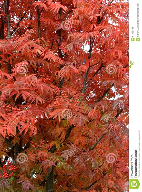 Rowan Tree With Bright Red Leaves Stock Photo Image