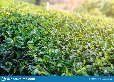 Green Tea Bush Growing In Plantation Stock Image Image Of Asia Green