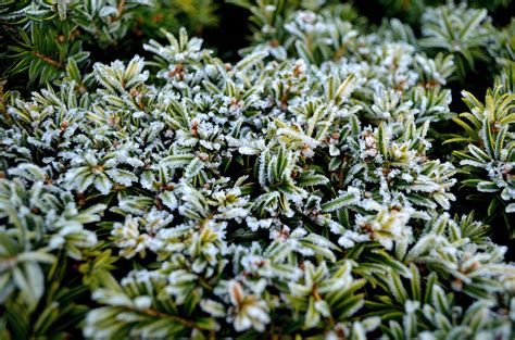 Free Images Tree Nature Branch Blossom Leaf Flower Frost Green