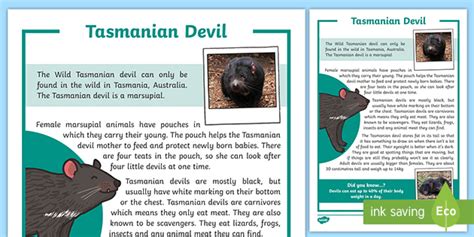 Tasmanian Devil Fact Sheet Teacher Made