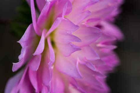 Wallpaper Purple Rose Blossom Pink Flower Flora Lund Makro