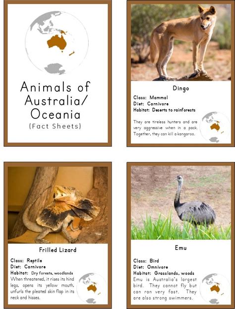 Montessori Animals Of Australia 3 Part Cards And Fact Cards Australia