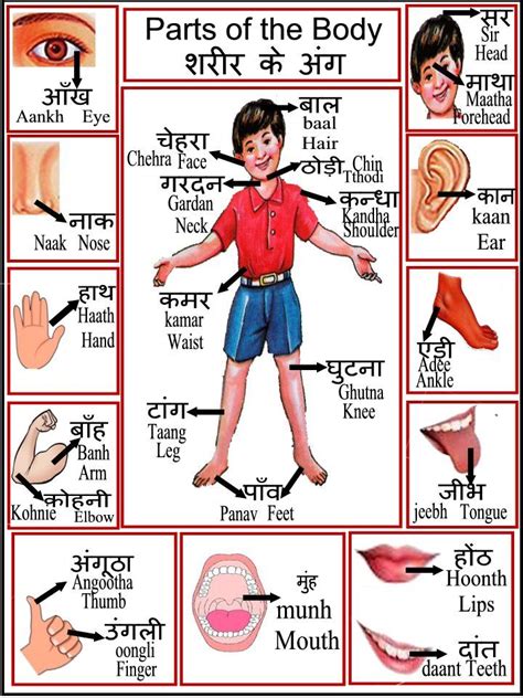 .body part names, leg parts, head parts, face parts names, arm body parts, parts of full hand. Pin on Hindi