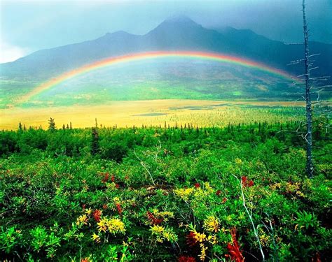Valley Rainbow Forest Alaska Mountains National Park Bonito